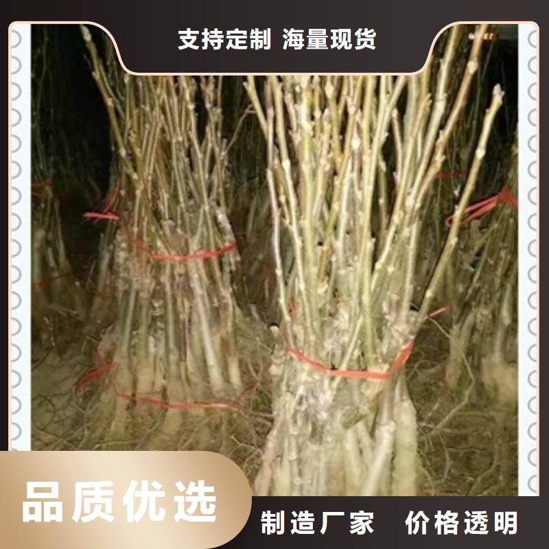 核桃苗質(zhì)量可靠的廠家