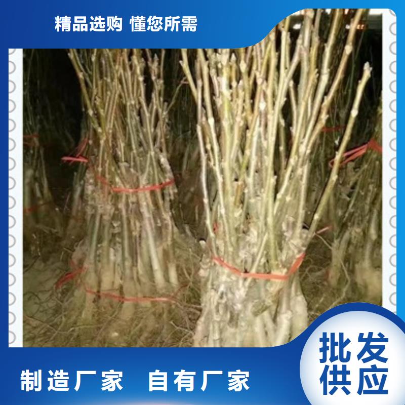 核桃苗一站式廠家