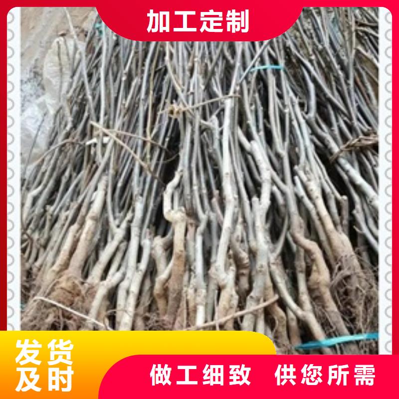 核桃苗、核桃苗生產廠家