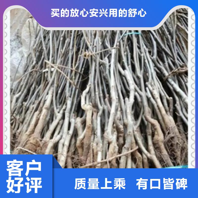 核桃苗距您較近
