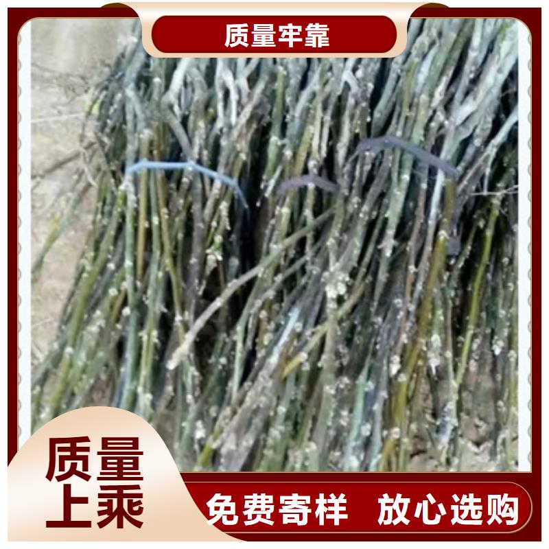 核桃苗質(zhì)量可靠的廠家