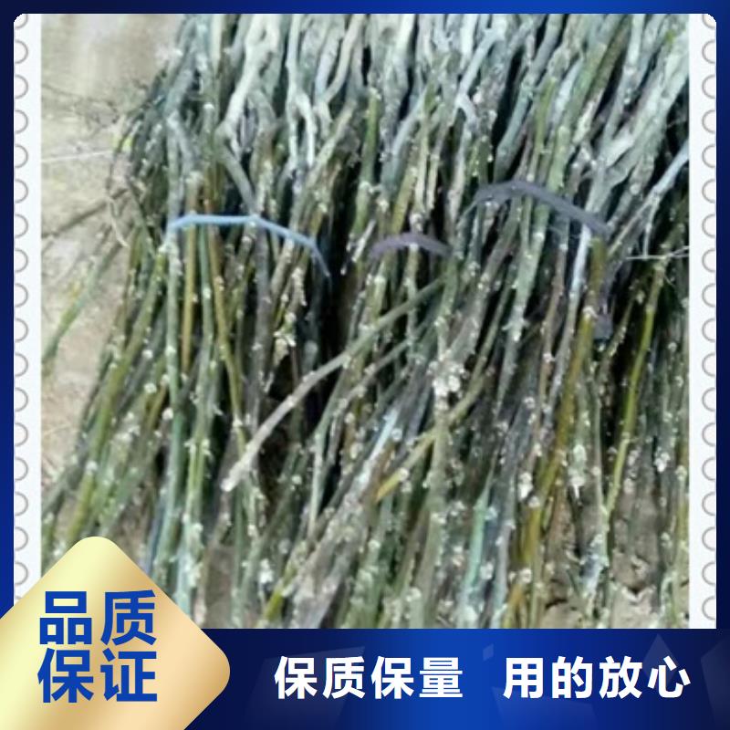 核桃苗價格合理