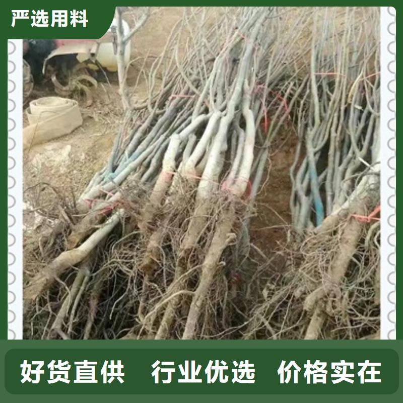 買核桃苗必看-圖文介紹
