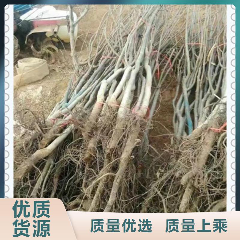 生產核桃苗的當地廠家