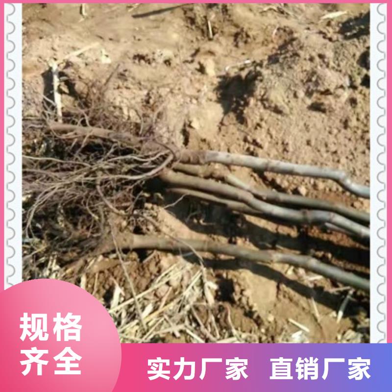 核桃苗廠家款式多樣