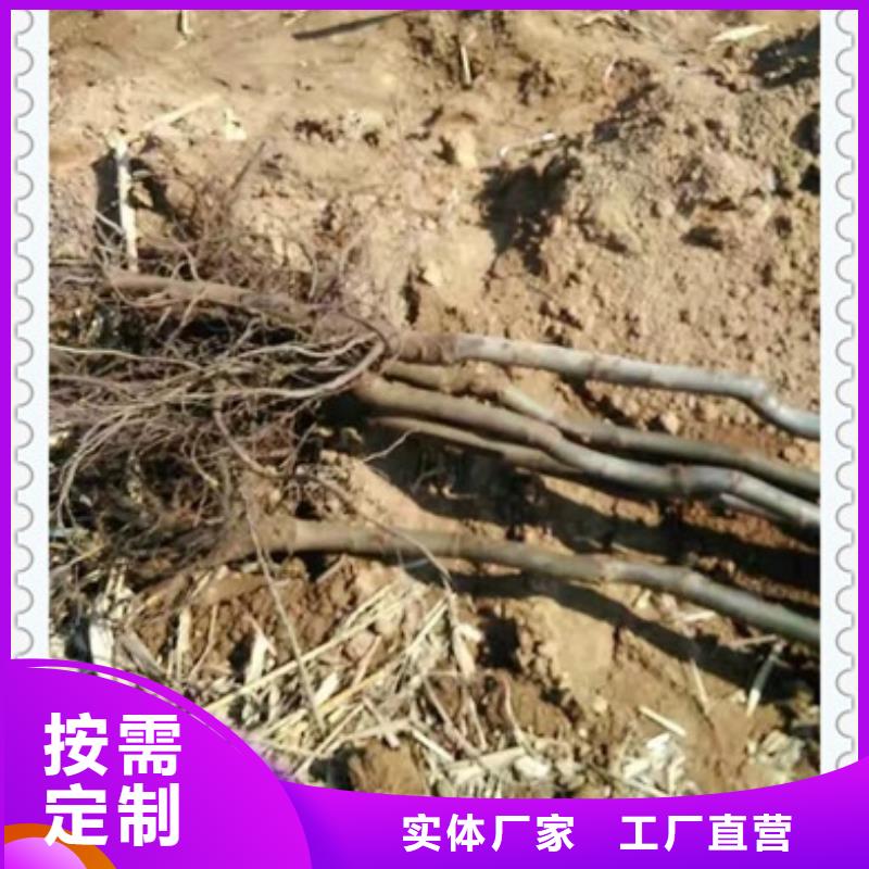 核桃苗工期短