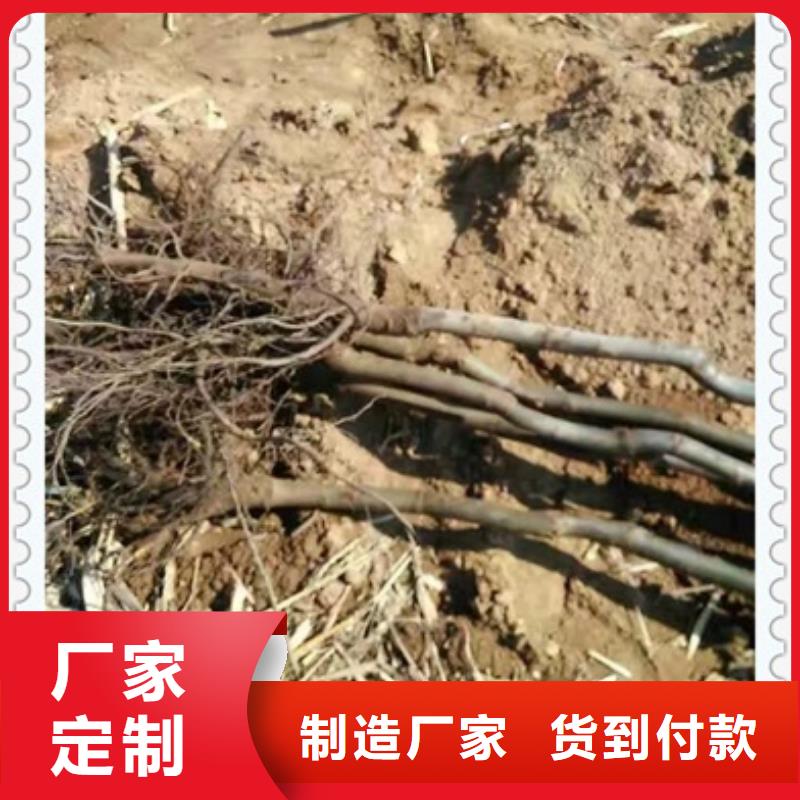 核桃苗可來電定制-質量可靠