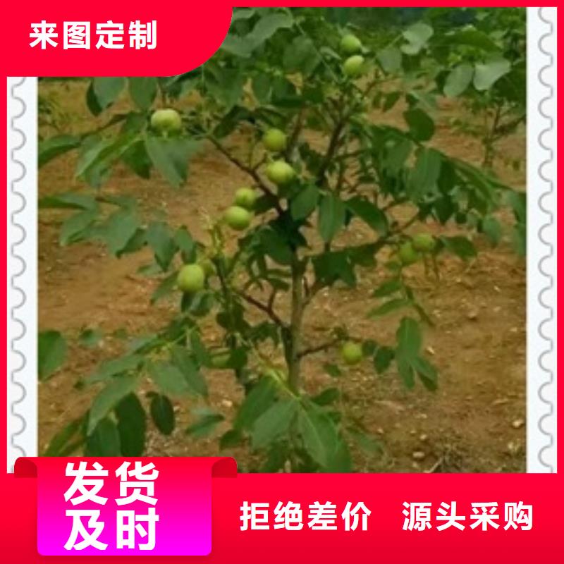 別找了，您要的核桃苗都在這