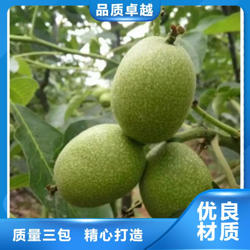核桃苗價格合理