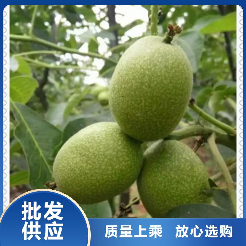 廠家批發核桃苗_核桃苗