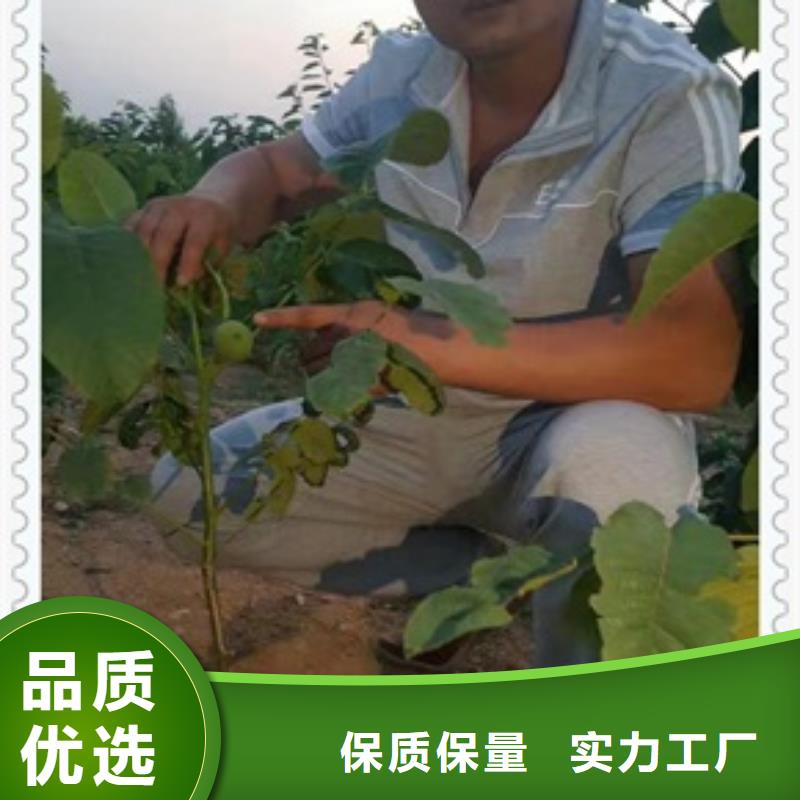 核桃苗-大品牌質(zhì)量有保障