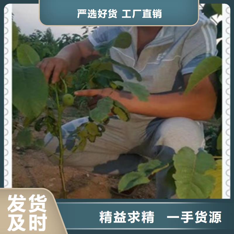買核桃苗必看-可信賴