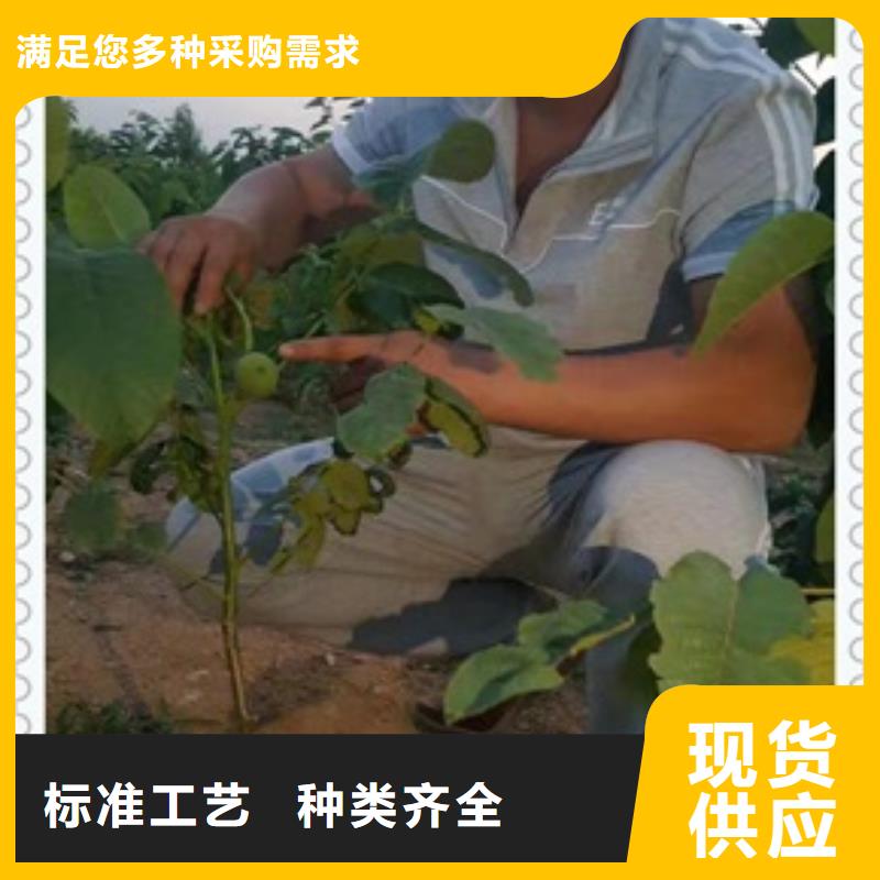 質(zhì)量合格的核桃苗生產(chǎn)廠家