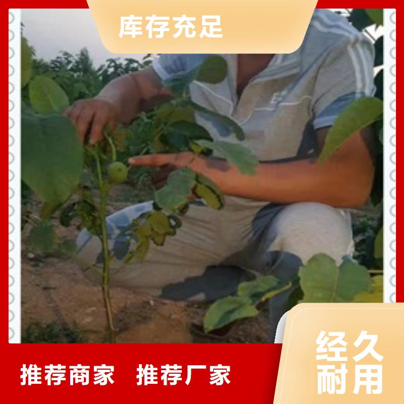 有現(xiàn)貨的核桃苗基地