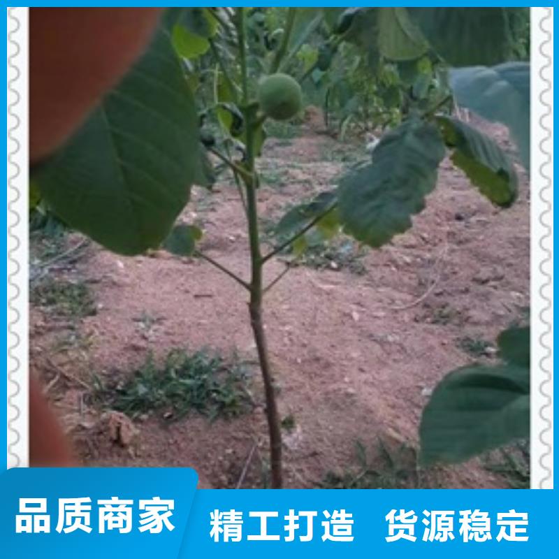 核桃苗多年行業經驗