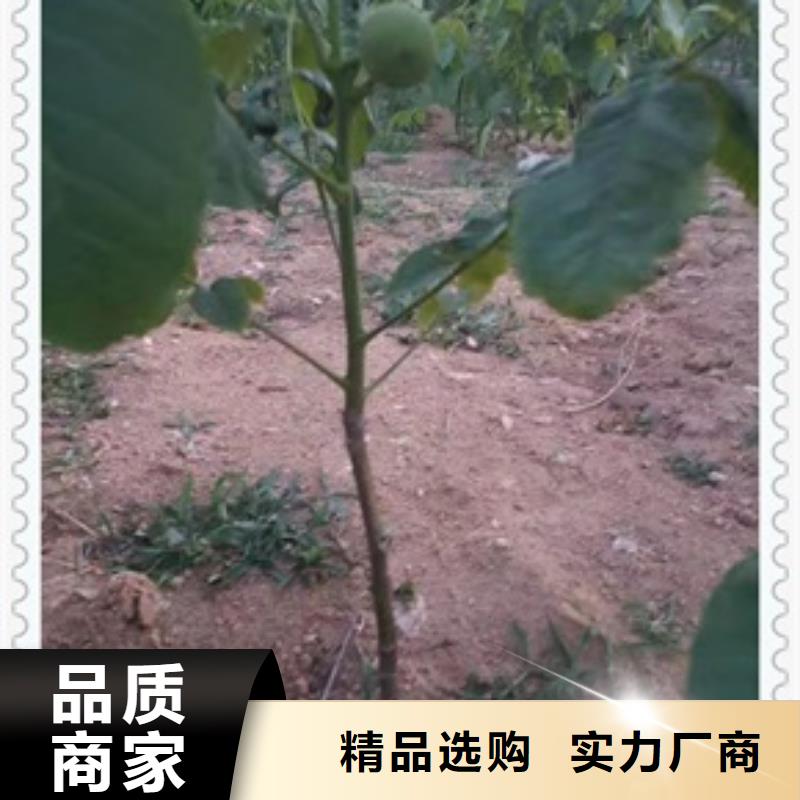 核桃苗廠家及時發貨