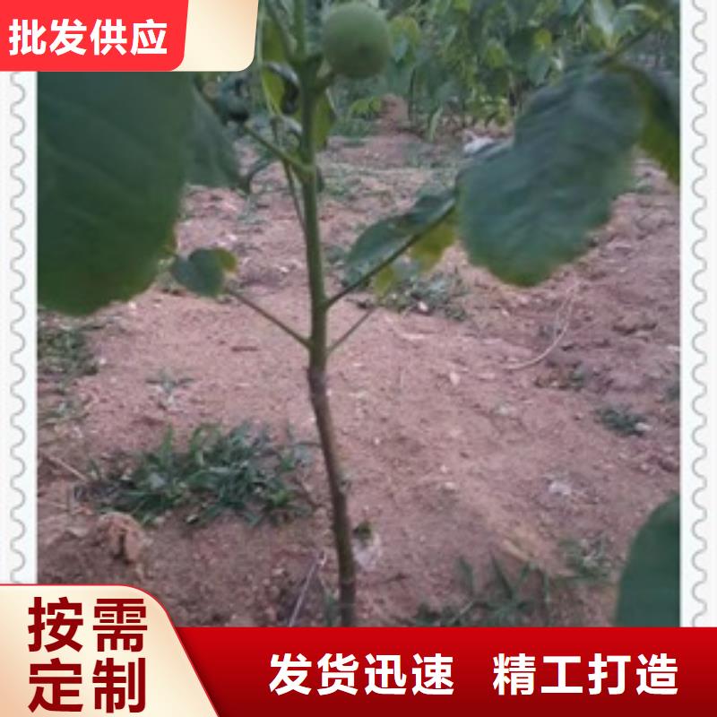 核桃苗距您較近