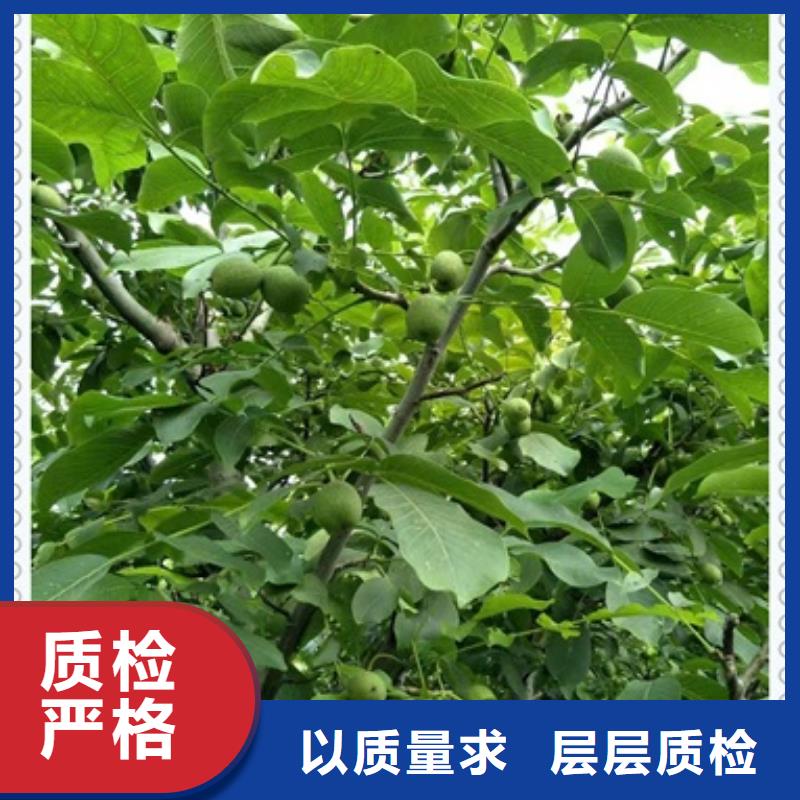 有現(xiàn)貨的核桃苗基地