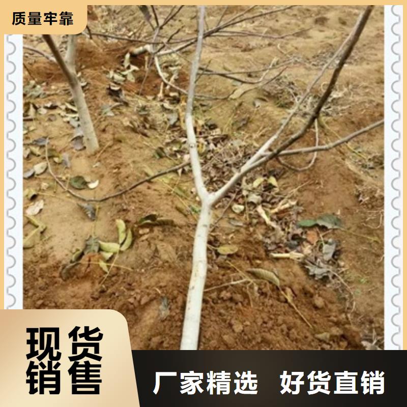 發貨速度快的核桃苗經銷商