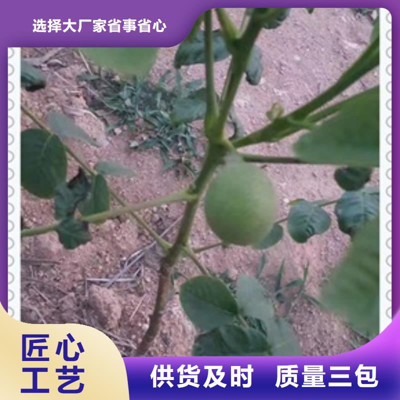 #核桃苗#實力強