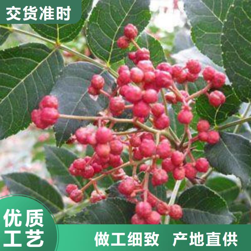 花椒苗現貨廠家
