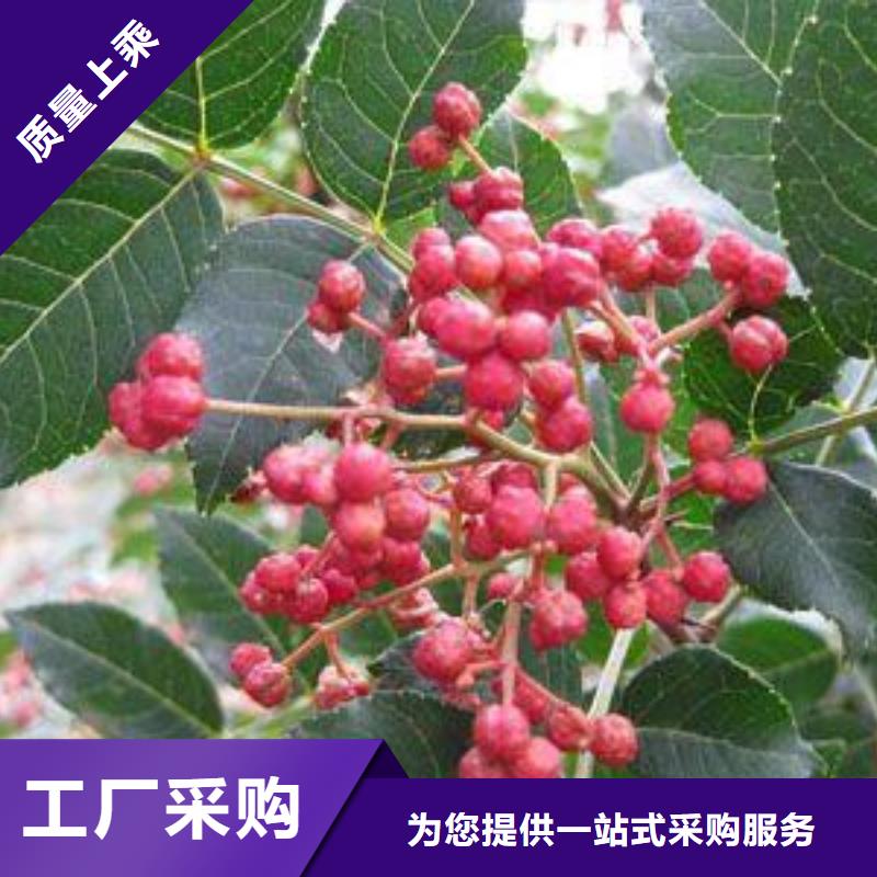 花椒苗快速下單