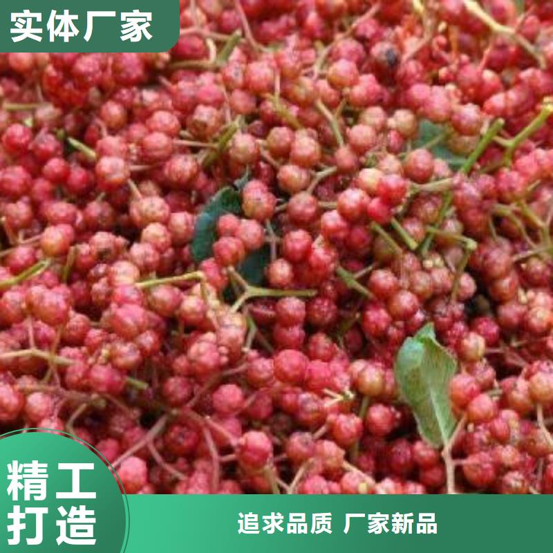 花椒苗可定制廠家