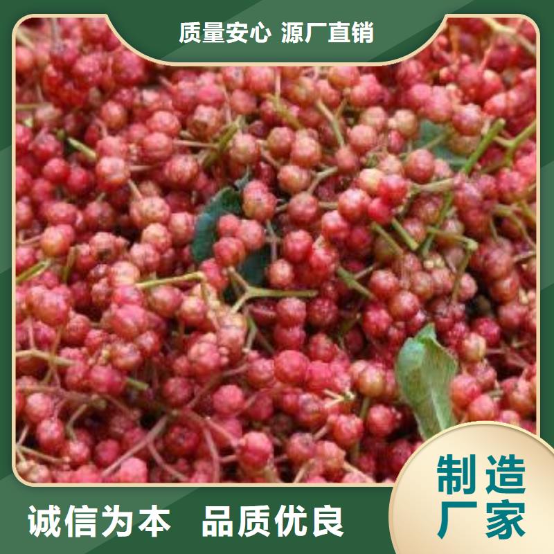 有現貨的花椒苗供應商