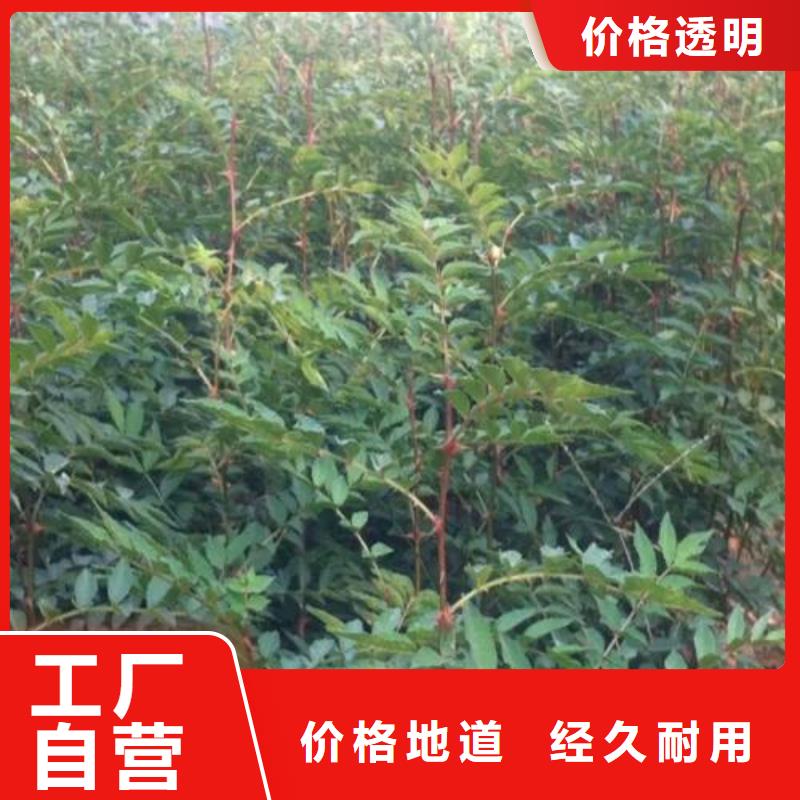 花椒苗_讓您放心的選擇