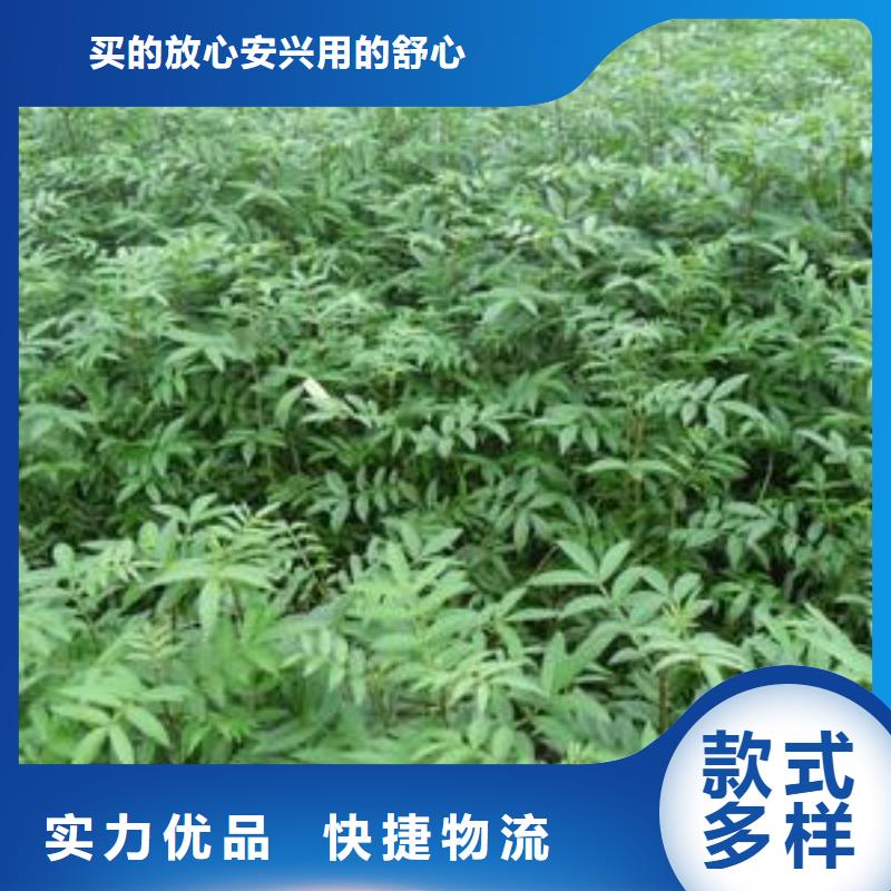 支持定制的花椒苗銷售廠家