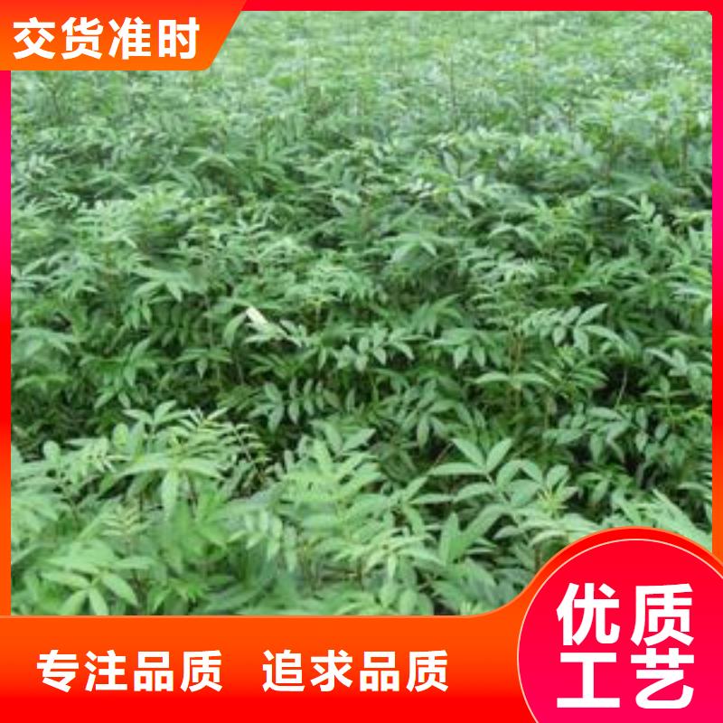 花椒苗近行情
