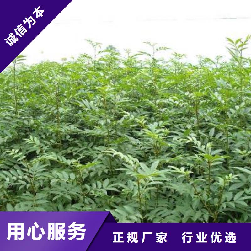 花椒苗、花椒苗廠家直銷-找興海苗木種植合作社