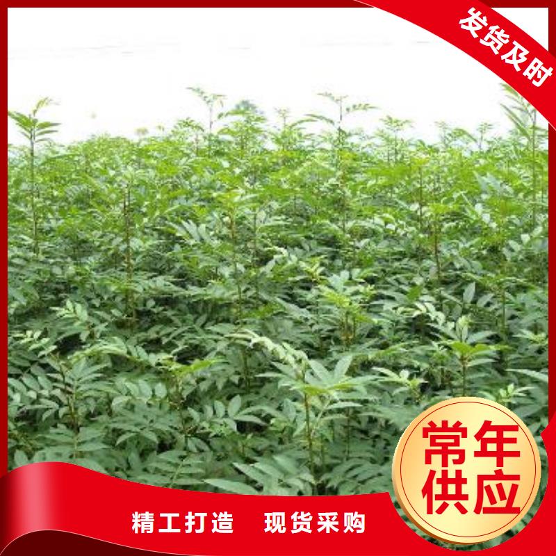 有現貨的花椒苗供應商