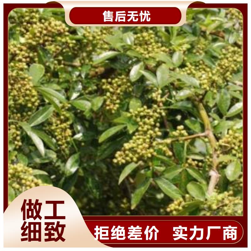 質(zhì)量可靠的花椒苗公司