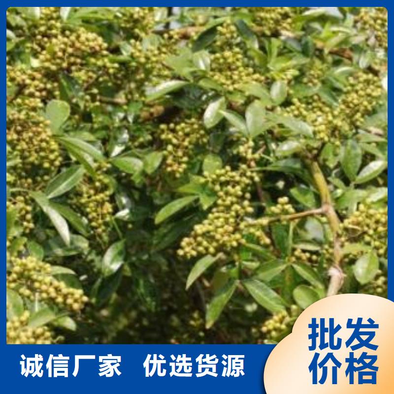 花椒苗現貨廠家