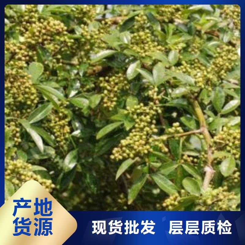 花椒苗快速下單