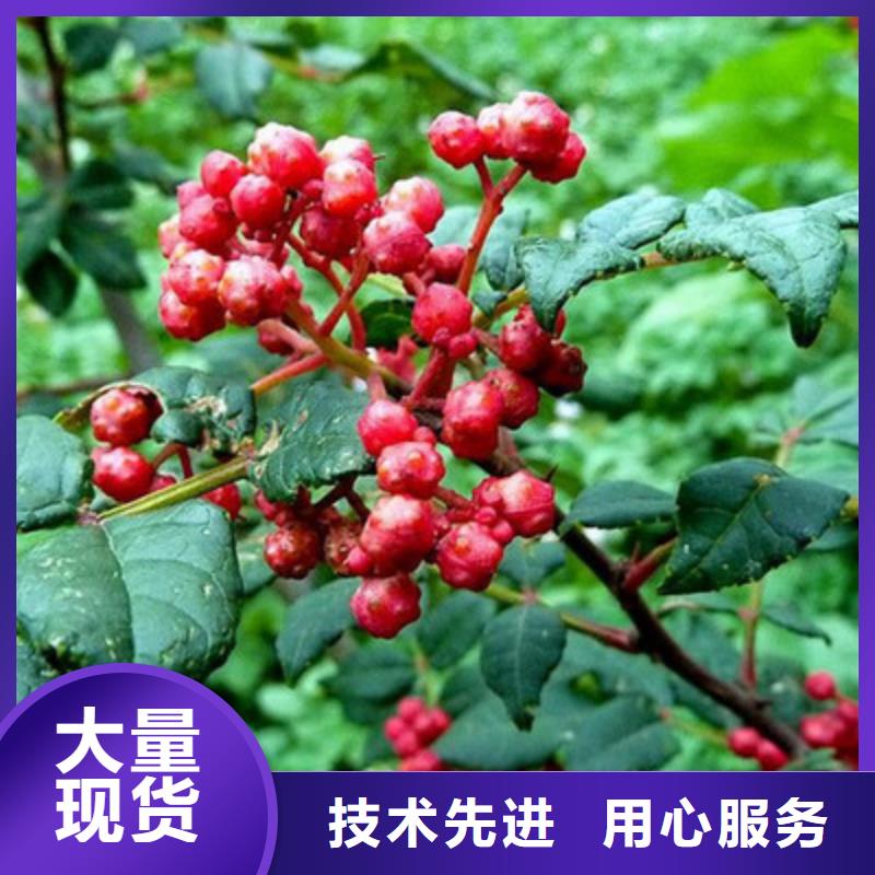 有現貨的花椒苗供應商