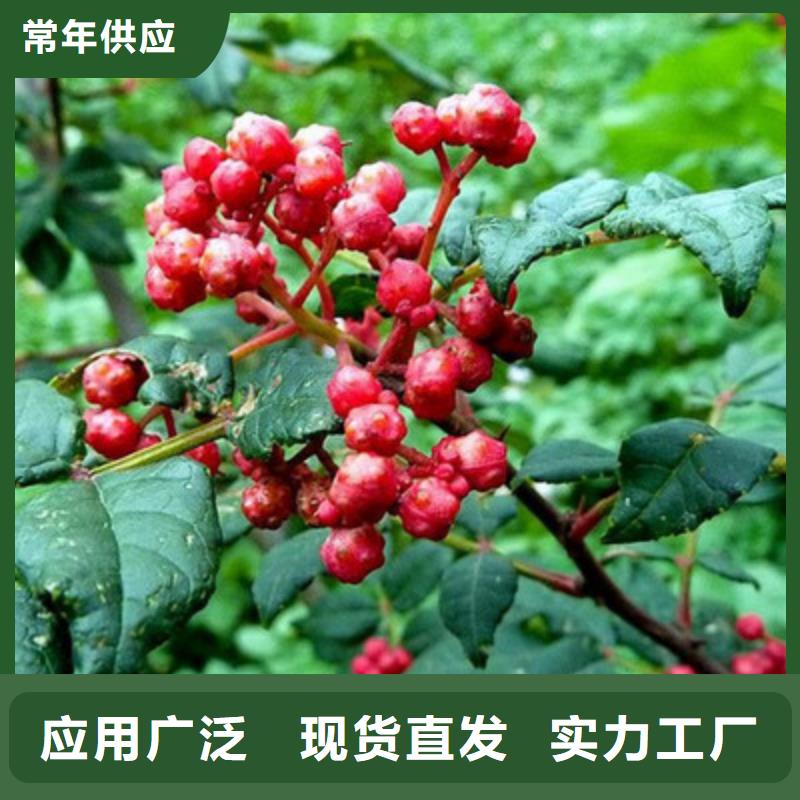 發貨速度快的花椒苗銷售廠家