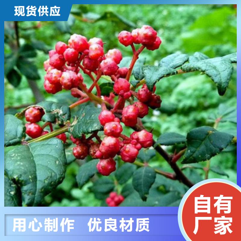 選購花椒苗認準興海苗木種植合作社