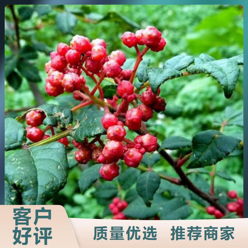 花椒苗生產