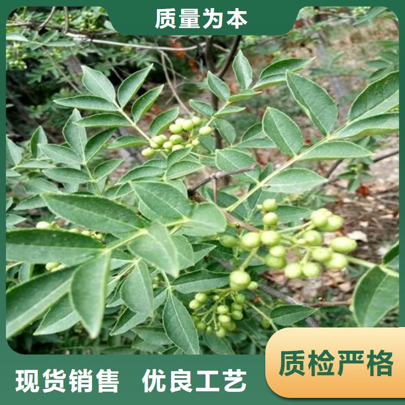 能做花椒苗的廠家