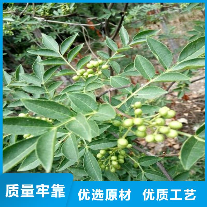 花椒苗多年行業經驗