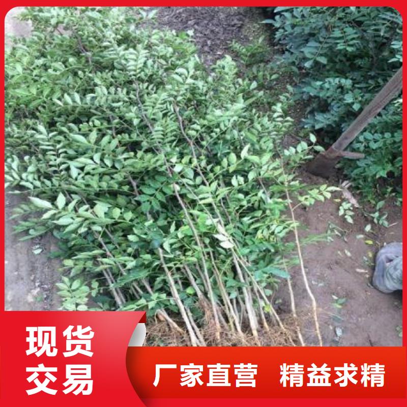花椒苗廠家實(shí)力可靠