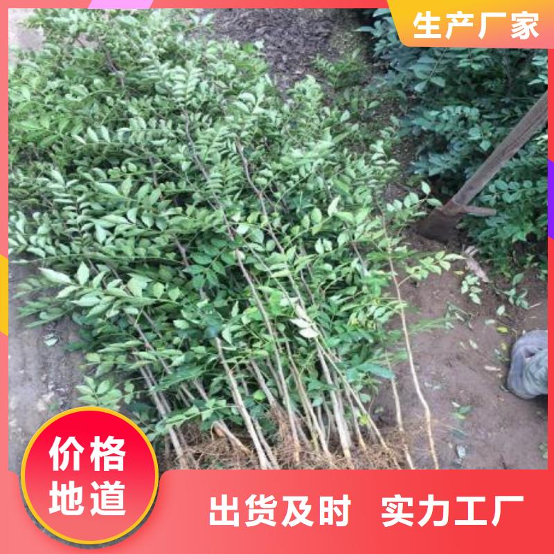從事花椒苗銷售的廠家