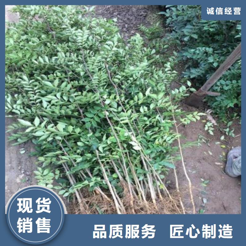 花椒苗近行情