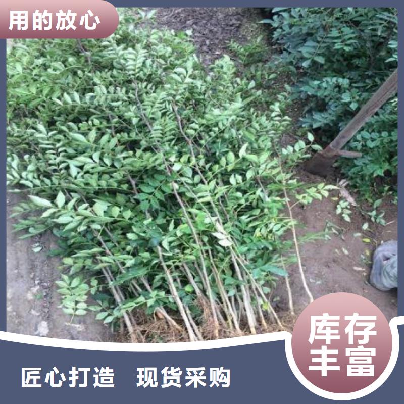 花椒苗_保障