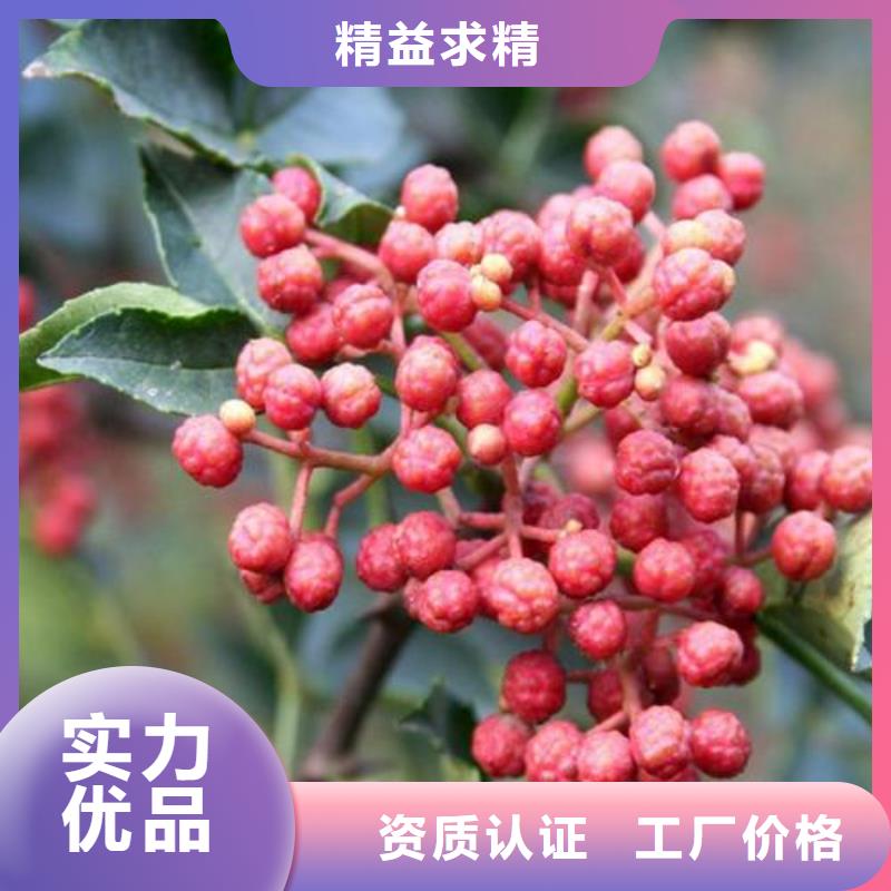 花椒苗定制-花椒苗廠家
