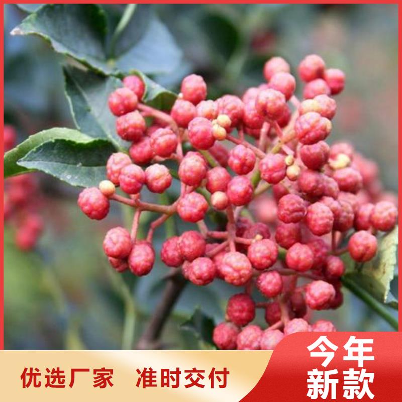 從事花椒苗銷售的廠家