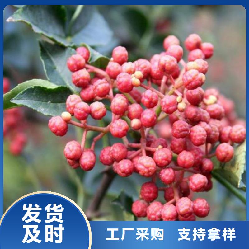 花椒苗批發品類齊全