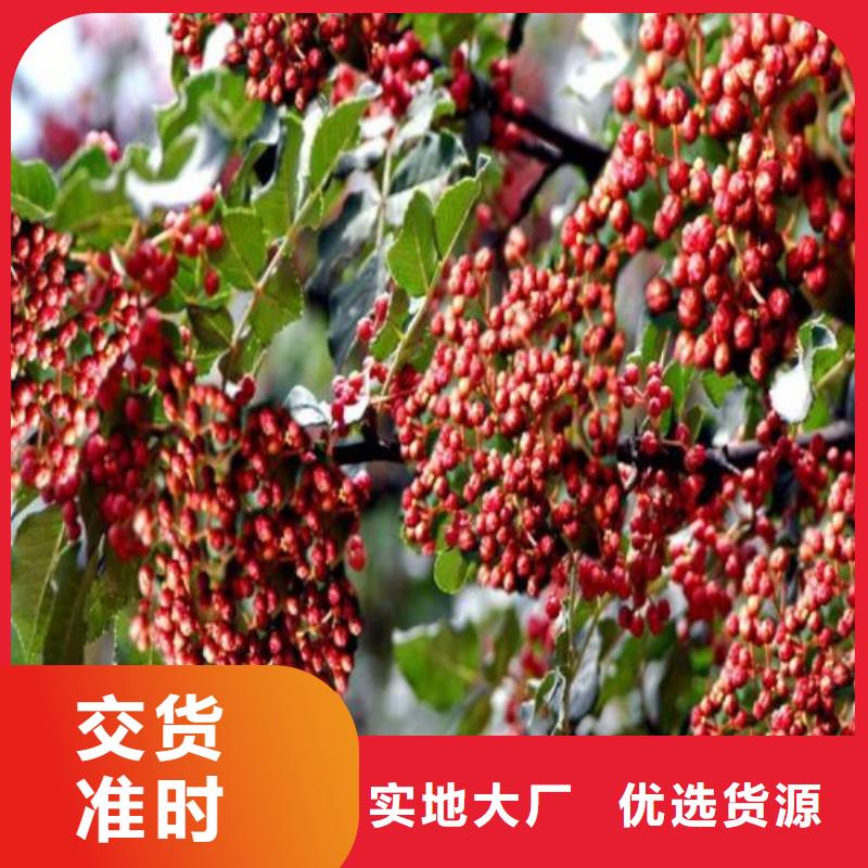 花椒苗合作共贏